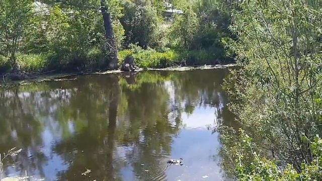 День 4 // Мой день!!!! огород!!!!!Что вязать буду!!! смотреть онлайн