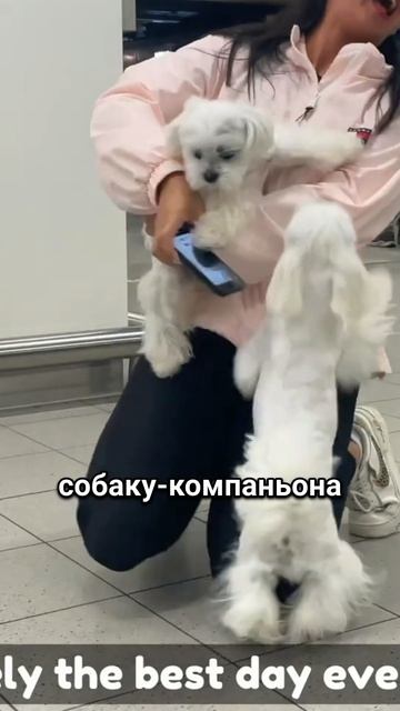 Мальтипу смотреть онлайн