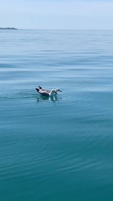Птичьи танцы на воде. смотреть онлайн