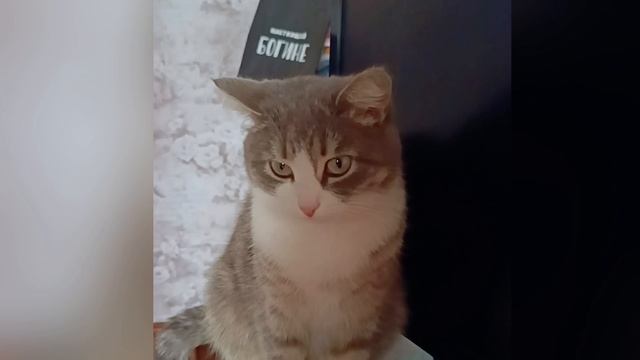 Милые пушистики😸😼 смотреть онлайн
