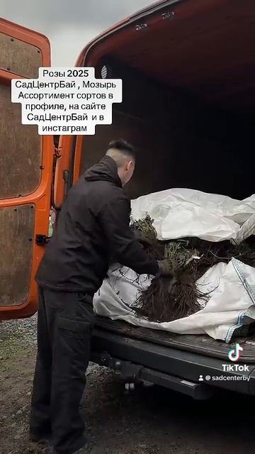 Розы мозырь СадЦентрБай #мозырь #садоводство #сад #ого? смотреть онлайн