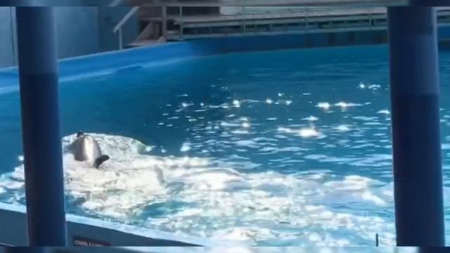 Дельфинарий. Морские животные. Белуха, дельфины, северные морские котики и северный морской лев. смотреть онлайн