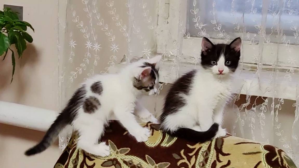 Котенок, иди ко мне, поиграем. Весёлые котята. смотреть онлайн