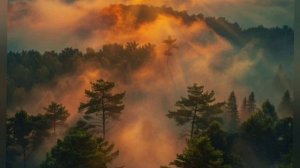 Deep Sleep.Рассвет в лесу.Туман.Лес. Звуки для сна#forest#dawn#fog#n