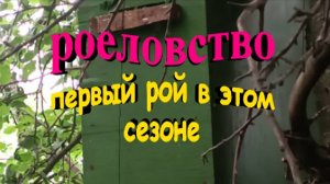 Роеловство. Осмотр ловушек и первый рой в этом сезоне