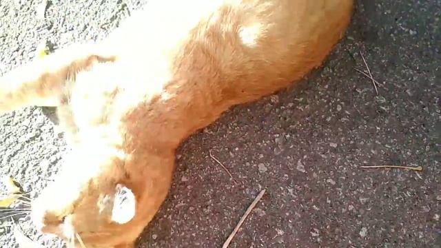 Осенний Кити🐱 смотреть онлайн