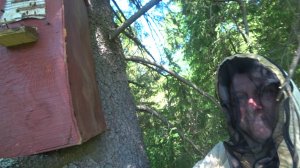 Ловушки на диких роев пчёл. Как оснащаю, где ставлю. Поймал первый рой!!!