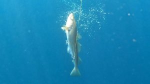 МОРСКАЯ РЫБАЛКА НА БАРЕНЦЕВОМ МОРЕ