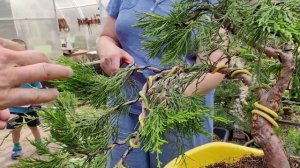 Формирование бонсай из можжевельника