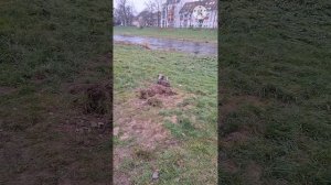 Обидно за Германию | Прогулка с Рольфом | Мы в шоке...