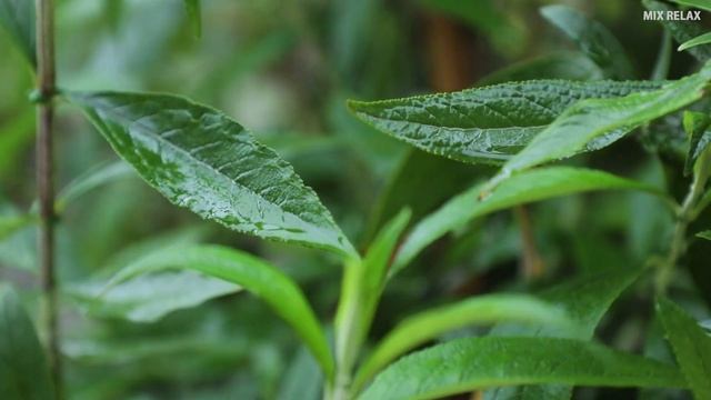 Sokin Musiqa Asabni Tinchlantiruvchi Video Yomg'ir Ovozi | Звук дождя для нежный