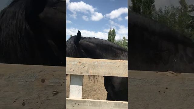 Black horse, Чёрный конь смотреть онлайн