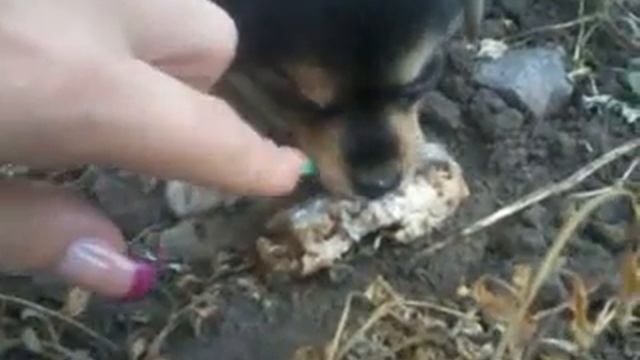 Дикий-дикий пёс/Wild-wild dog смотреть онлайн