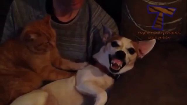 видео про животных смотреть онлайн