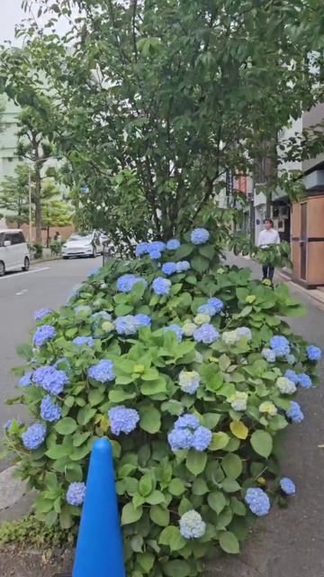 Голубая гортензия..... смотреть онлайн