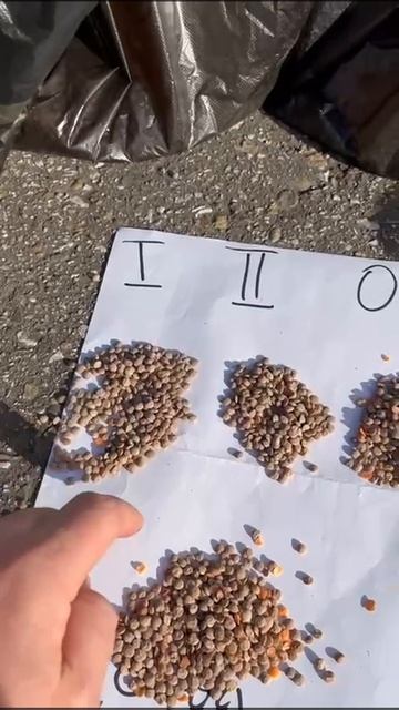 Результат калибровки чечевицы по удельному весу