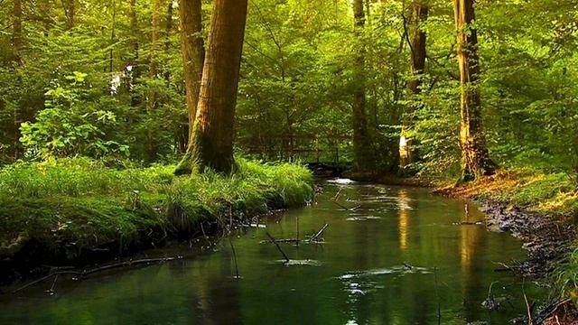 Музыка леса 🌳 #длядуши #песня #веселая