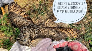 Совам тоже нравится загорать на солнце! Филин Ёль греется, пока не свои котики в цветочках нычутся