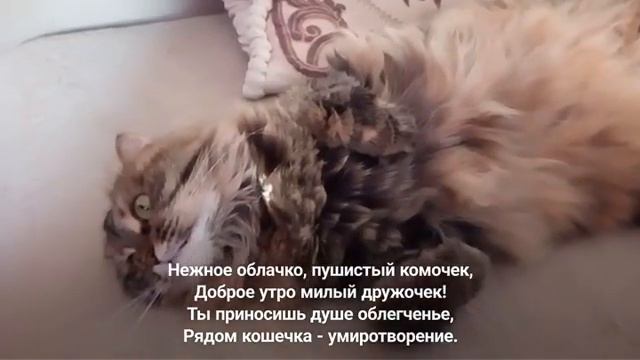 ЛАСКОВАЯ КОШКА. ПРИКОЛЬНЫЕ КОШКИ. ПРИКОЛЫ С КОШКАМИ.