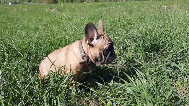 Леонардо да Винчи. смотреть онлайн