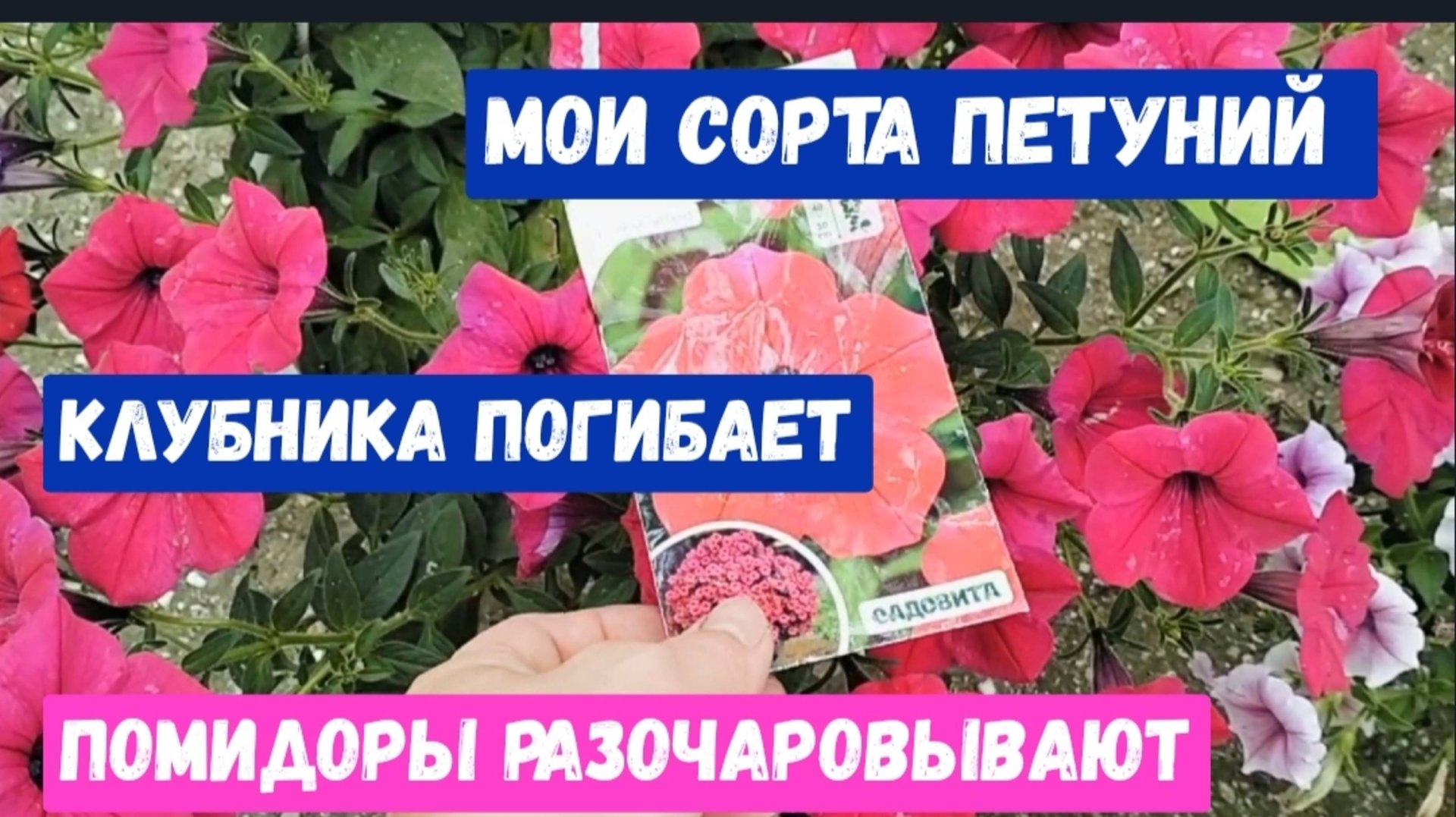 #29 Пошли убытки/Клубника погибает/Помидоры разочаровали/Сорта петуний/Опять обработка смотреть онлайн