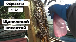 Обработка пчёл щавелевой кислотой.