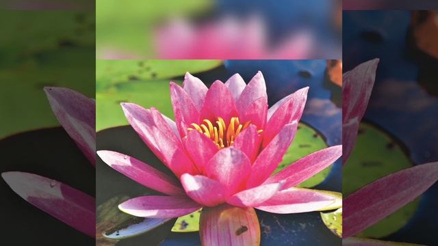 @allaalla9750 Водяные лилии Этот удивительный мир смотреть онлайн