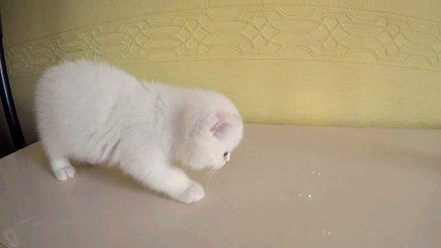 ❤Кошечка МАРИ и Мыльные пузыри❤Что то пошло не так❤ смотреть онлайн