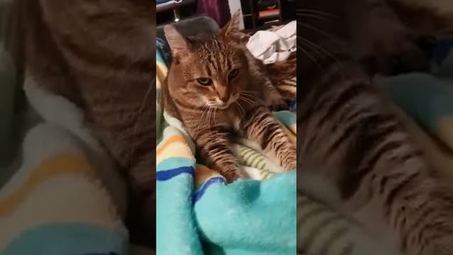 06.08.2020 - Кот Вареник уехал домой! (видео из дома)