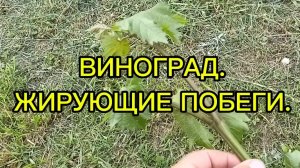 ВИНОГРАД. ЖИРУЮЩИЕ КУСТЫ.