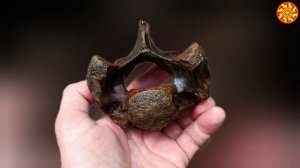 Позвонок древнего млекопитающего 🔥🔥🔥