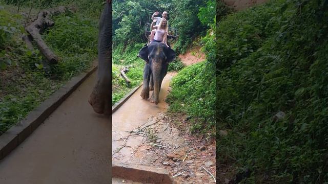 Покатушки на слоне часть 2 #Слон #Экзотическийотдых #Тайланд #Shorts смотреть онлайн