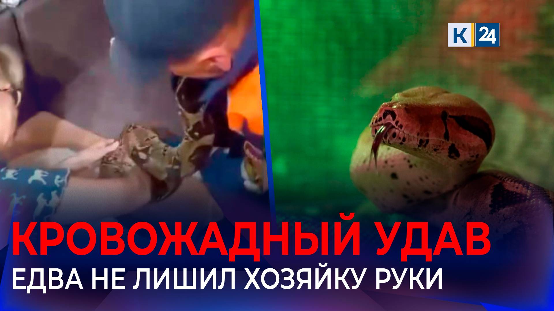 Большой удав напал на женщину в квартире в Новороссийске смотреть онлайн
