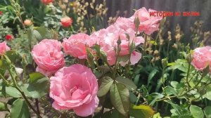 СКРОМНАЯ МАМА ПОМОГЛА СЫНУ - Истории из жизни