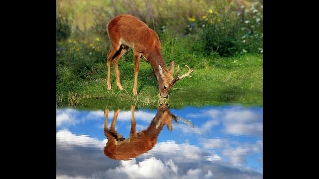 Косуля, фото и факты о животном