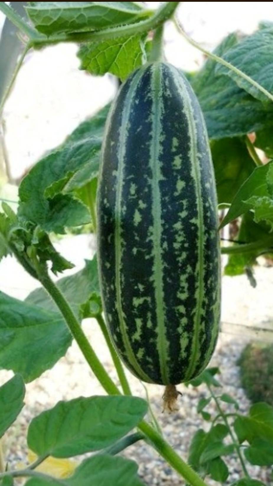 Выращивание огурдыни смотреть онлайн