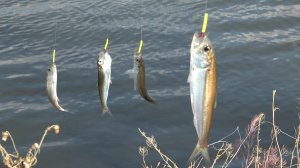 СЕЛЁДКИ КОСЯК, РЕЗИНКА В НАТЯГ. Сельдь-черноспинка на резинку. Ход селедки. Рыбалка на резинку.