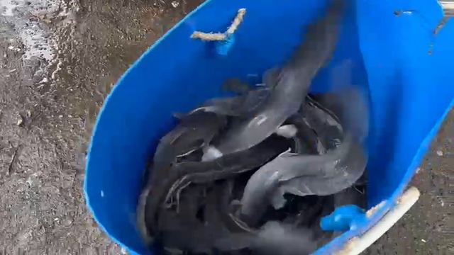 29.05.25 г. Парк отдыха водопад смотреть онлайн