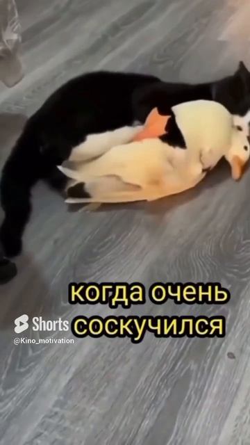 У каждого котика должен быть свой гусь-обнимусь смотреть онлайн