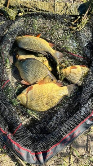 Я просто черпанул сачком... Пришлось отпустить.