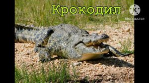 голоса и Звуки Животных Африки