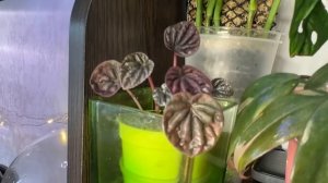 В гостях у Егора, г.  Москва | Потрясающая коллекция комнатных растений. От суккулентов до монстер