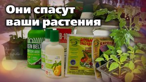 ТОП-средства от стресса у рассады. Проверено на своём участке!