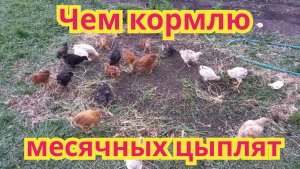 Как я кормлю ,своих месячных цыплят, без вредных добавок.