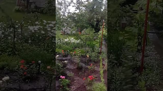 идёт дождь,спасаю свои растения. смотреть онлайн