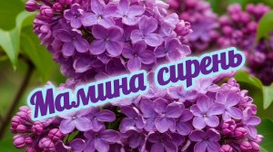 МАМИНА СИРЕНЬ