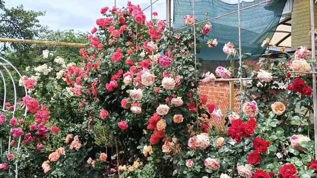 Цветение роз. Динская. 29.05.2025 смотреть онлайн