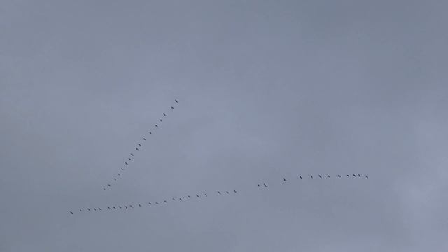 Мигрирующие гуси. Migrating Gees. 2023.03.27 смотреть онлайн