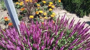 video_2025-05-29_16-35-16