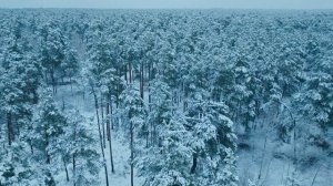 Расслабляющая зимняя музыка для души ❄️ Пейзажи зимы